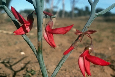 APII jpeg image of Daviesia speciosa  © contact APII