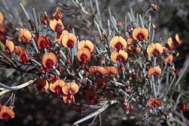 APII jpeg image of Daviesia teretifolia  © contact APII