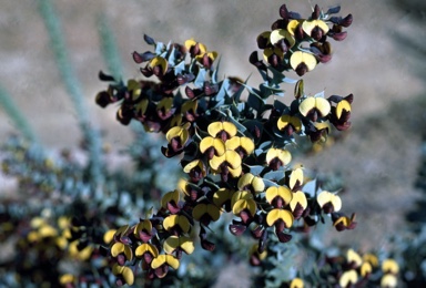 APII jpeg image of Daviesia nudiflora subsp. amplectens  © contact APII