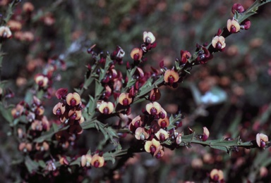 APII jpeg image of Daviesia trigonophylla  © contact APII