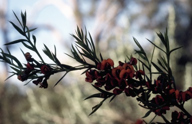 APII jpeg image of Daviesia ulicifolia subsp. incarnata  © contact APII