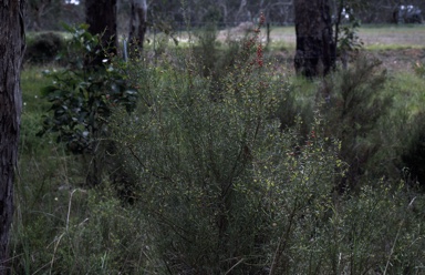 APII jpeg image of Daviesia ulicifolia subsp. incarnata  © contact APII