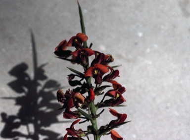 APII jpeg image of Daviesia ulicifolia subsp. incarnata  © contact APII