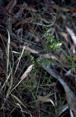 APII jpeg image of Daviesia ulicifolia subsp. stenophylla  © contact APII