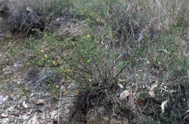 APII jpeg image of Daviesia umbellulata  © contact APII