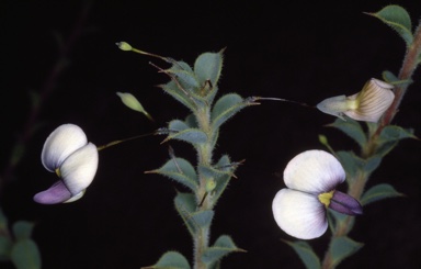 APII jpeg image of Daviesia uniflora  © contact APII