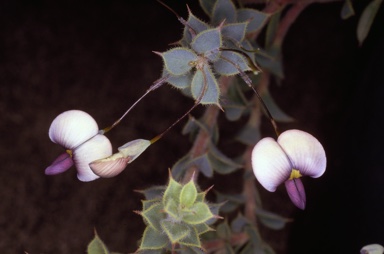 APII jpeg image of Daviesia uniflora  © contact APII