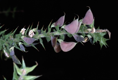 APII jpeg image of Daviesia villifera  © contact APII