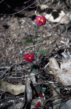 APII jpeg image of Chorizema glycinifolium  © contact APII