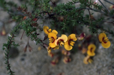 APII jpeg image of Dillwynia parvifolia var. trichopoda  © contact APII