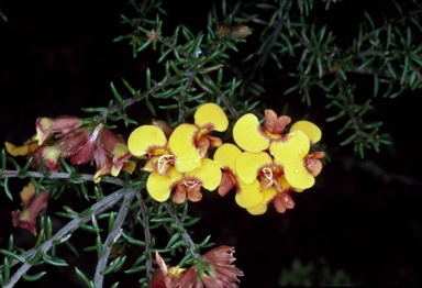 APII jpeg image of Daviesia leptophylla  © contact APII
