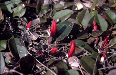 APII jpeg image of 
Gastrolobium latifolium  © contact APII