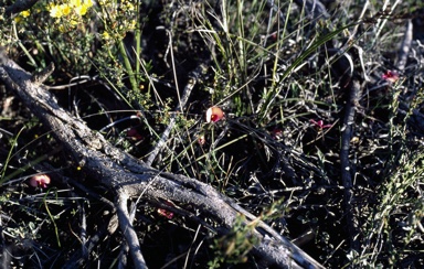 APII jpeg image of Isotropis cuneifolia subsp. cuneifolia  © contact APII
