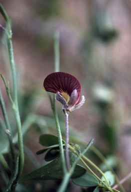 APII jpeg image of Isotropis  cuneifolia subsp. cuneifolia  © contact APII