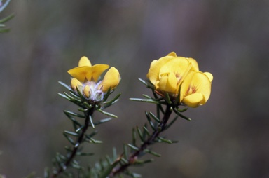 APII jpeg image of Pultenaea divaricata  © contact APII