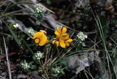 APII jpeg image of Pultenaea polifolia  © contact APII