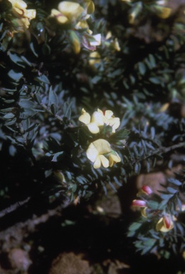 APII jpeg image of Pultenaea spinulosa  © contact APII