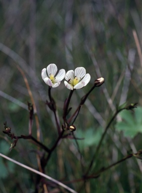 APII jpeg image of Gentianella cunninghamii subsp. cunninghamii  © contact APII