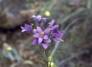 APII jpeg image of Cheiranthera alternifolia  © contact APII