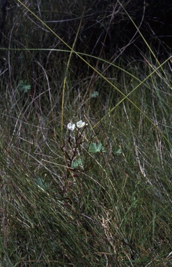 APII jpeg image of Gentianella cunninghamii subsp. cunninghamii  © contact APII