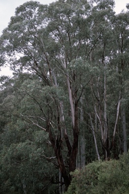 APII jpeg image of Eucalyptus chapmaniana  © contact APII