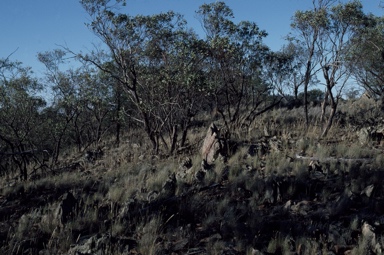 APII jpeg image of Eucalyptus morrisii  © contact APII