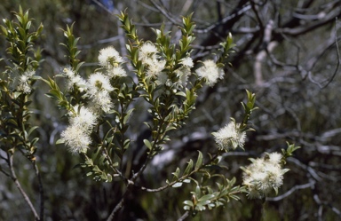 APII jpeg image of Eucalyptus recurva  © contact APII