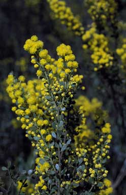 APII jpeg image of Acacia acinacea  © contact APII