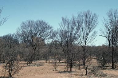 APII jpeg image of Acacia aneura  © contact APII