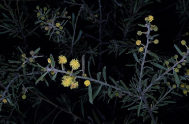 APII jpeg image of Acacia aspera subsp. aspera  © contact APII