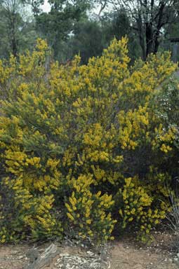 APII jpeg image of Acacia burbidgeae  © contact APII