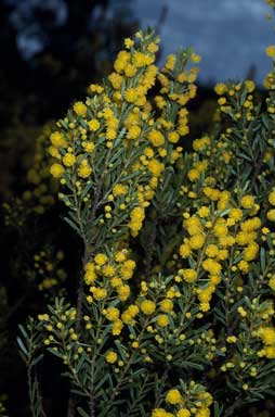 APII jpeg image of Acacia burbidgeae  © contact APII