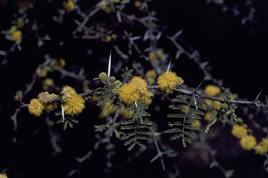 APII jpeg image of Vachellia caven var. caven  © contact APII