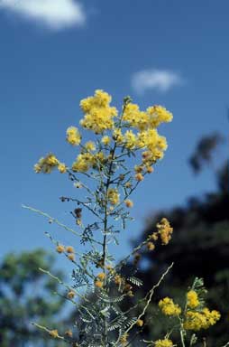 APII jpeg image of Acacia chinchillensis  © contact APII