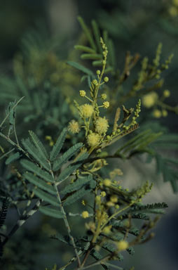 APII jpeg image of Acacia deanei subsp. deanei  © contact APII