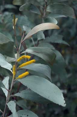 APII jpeg image of Acacia grandifolia  © contact APII