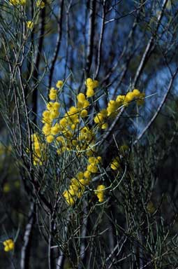 APII jpeg image of Acacia havilandiorum  © contact APII