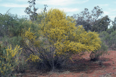 APII jpeg image of Acacia havilandiorum  © contact APII