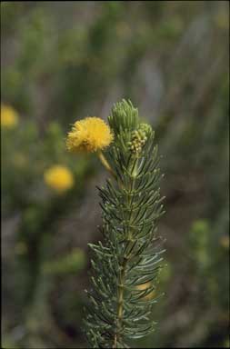 APII jpeg image of Acacia hippuroides  © contact APII