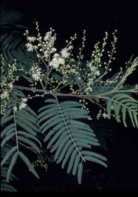 APII jpeg image of Acacia irrorata subsp. velutinella  © contact APII