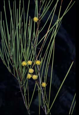 APII jpeg image of Acacia juncifolia  © contact APII