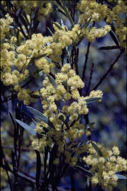 APII jpeg image of Acacia kettlewelliae  © contact APII