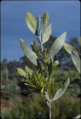 APII jpeg image of Acacia laccata  © contact APII