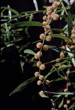 APII jpeg image of Acacia leprosa 'Scarlet Blaze'  © contact APII