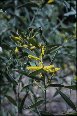 APII jpeg image of Acacia leptostachya  © contact APII