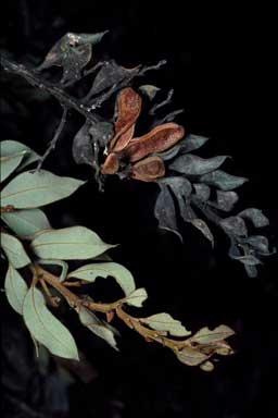 APII jpeg image of Acacia lucasii  © contact APII