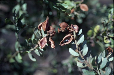 APII jpeg image of Acacia lucasii  © contact APII