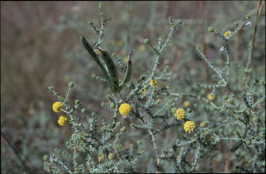 APII jpeg image of Acacia lycopodiifolia  © contact APII