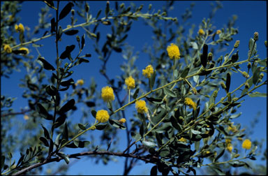 APII jpeg image of Acacia monticola  © contact APII