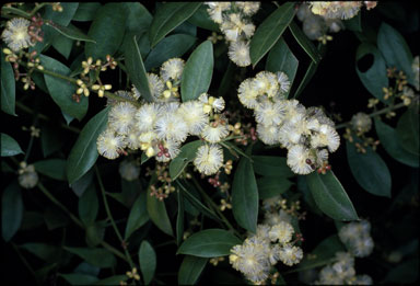 APII jpeg image of Acacia myrtifolia  © contact APII